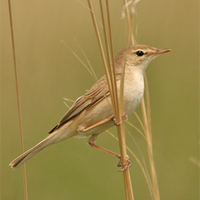 Paddyfield Warbler