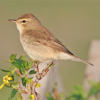 Booted Warbler