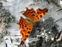 Det hvide C (Polygonia c-album) Foto/billede af