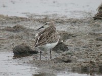 Semipalmated Sandpiper