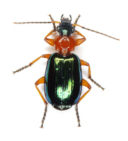 Lamprias chlorocephalus