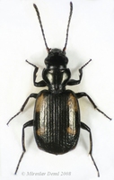 Lionychus quadrillum