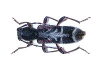 Anaglyptus ganglbaueri