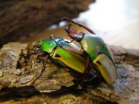 Cyprolais loricata