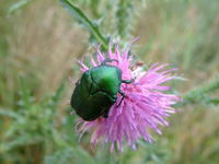 Protaetia ungarica
