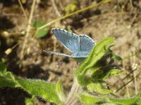 Polyommatus bellargus - Adonis Blue