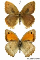 Hyponephele lupinus - Oriental Meadow Brown