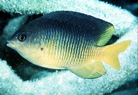 Stegastes variabilis, Cocoa damselfish: aquarium