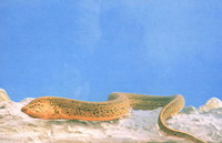 Monopterus albus, Swamp eel: fisheries, aquaculture, aquarium