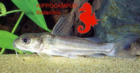 Gephyroglanis longipinnis, Aluminum catfish: aquarium