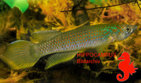 Epiplatys esekanus, : aquarium