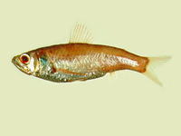 Neoscopelus microchir, :
