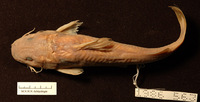 Chrysichthys levequei, :