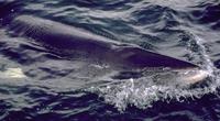 Image of: Balaenoptera acutorostrata (minke whale)