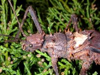 Haaniella dehaani