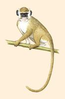Image of: Miopithecus talapoin (talapoin)