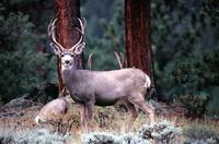 Image of: Odocoileus hemionus (mule deer)