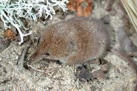 Image of: Sorex cinereus (cinereus shrew)