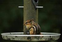 Image of: Tamias striatus (eastern chipmunk)