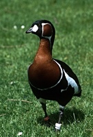 Branta ruficollis - Red-breasted Goose