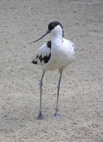 Recurvirostra avosetta - Pied Avocet