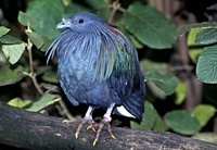 Caloenas nicobarica - Nicobar Pigeon