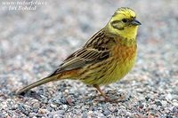 Emberiza citrinella - Yellowhammer