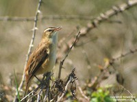 Acrocephalus schoenobaenus - Sedge Warbler