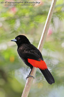 Ramphocelus passerinii - Scarlet-rumped Tanager