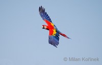 Ara macao - Scarlet Macaw