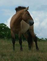 Equus ferus przewalskii - Przewalski's Wild Horse