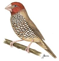 Image of: Amadina erythrocephala (red-headed finch)