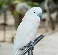 Image of: Cacatua moluccensis (salmon-crested cockatoo)