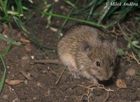 Microtus arvalis - Common Vole