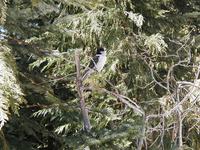 Image of: Perisoreus canadensis (grey jay)