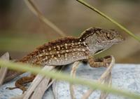 Image of: Norops sagrei (brown anole)