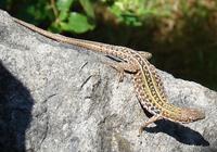 Podarcis siculus - Italian Wall Lizard