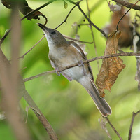 Island Whistler - Pachycephala phaionotus