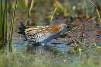 Baillon's Crake