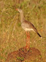 Red-legged Seriema - Cariama cristata