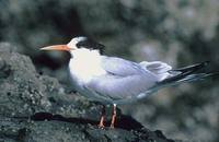 Elegant Tern (Sterna elegans) photo