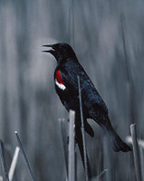 Tricolored Blackbird (Agelaius tricolor) photo