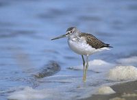 Common Greenshank (Tringa nebularia) photo