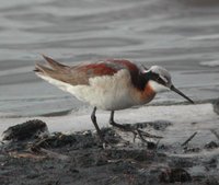 Wilson's Phalarope - Phalaropus tricolor