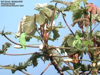 Green-rumped Parrotlet - Forpus passerinus