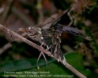 White-tipped Sicklebill - Eutoxeres aquila