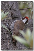 Arizona Woodpecker - Picoides arizonae