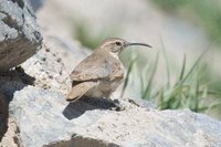 Scale-throated Earthcreeper - Upucerthia dumetaria