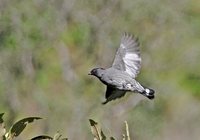 Red-crested Cotinga - Ampelion rubrocristata