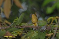 Band-tailed Manakin - Pipra fasciicauda